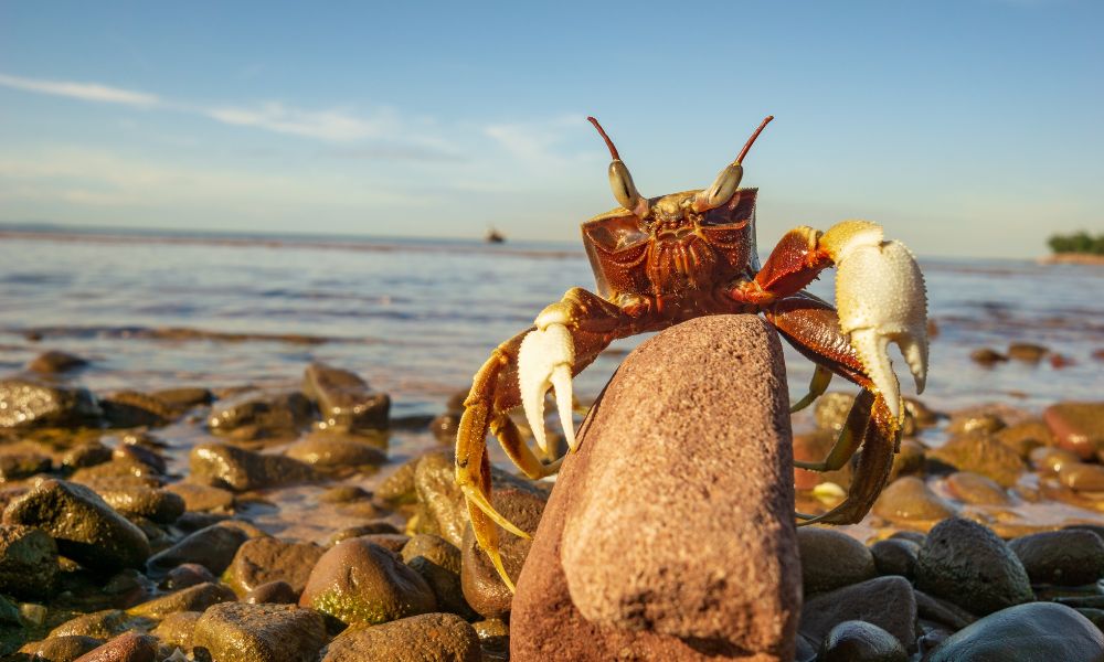 Where to Find the Freshest Maryland Blue Crab in Baltimore