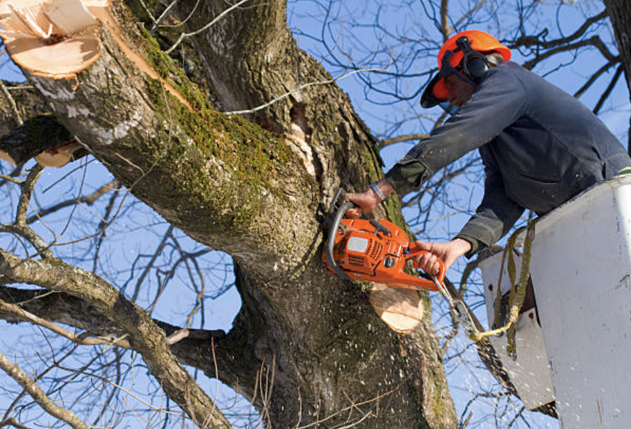 Worker in bucket lift cutting a large tree branch with a chainsaw.